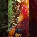Living in Lexington NC: More Than One Town