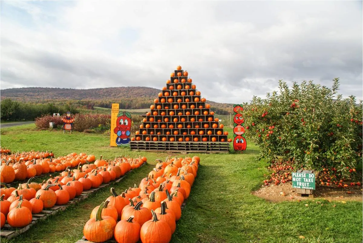 Pumpkin patch and family fall festival in the Triad