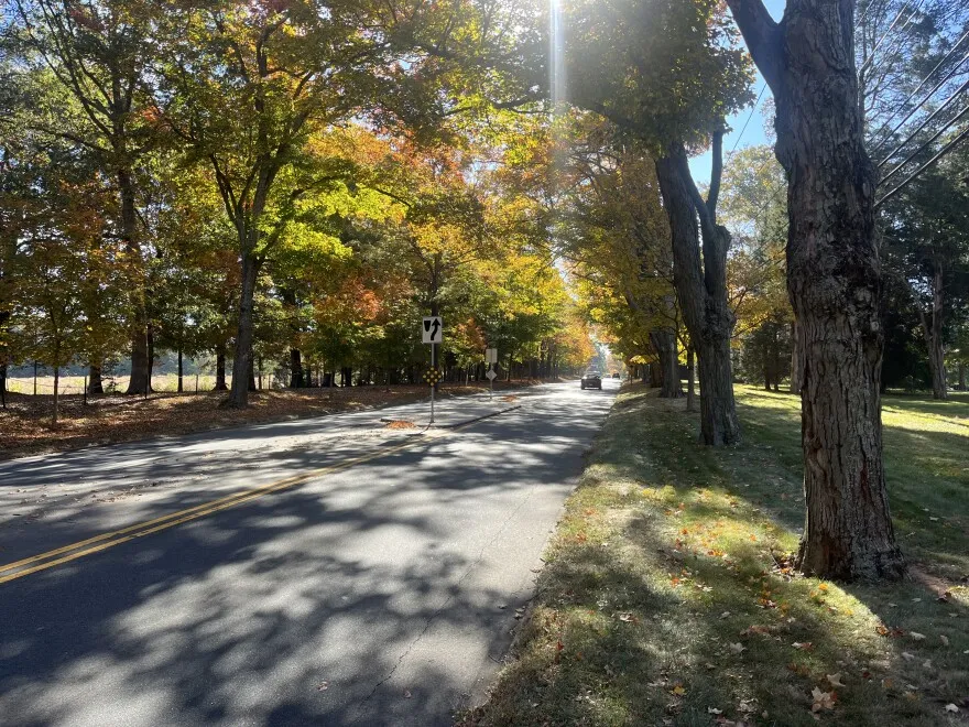 Suburban street with trees in Forsyth County NC
